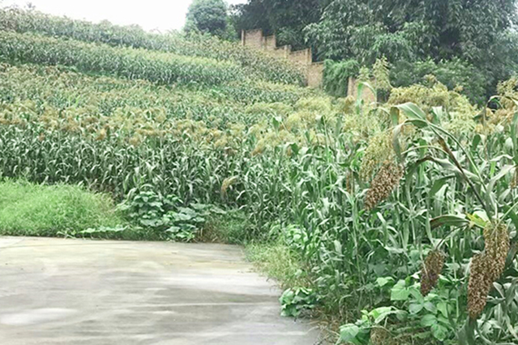 高粱生长期